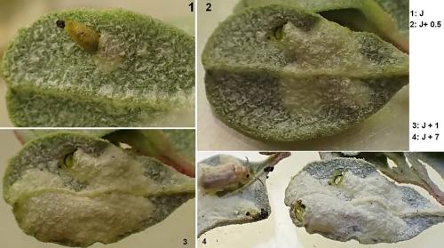 Réf. 329 080 : Monoxia obesula